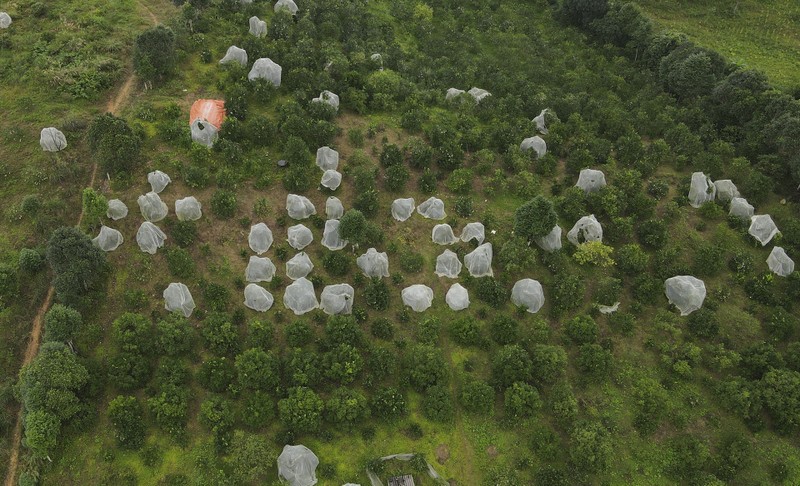 90.000 dong moi kg, cam dac san Ha Tinh van khong du ban-Hinh-10