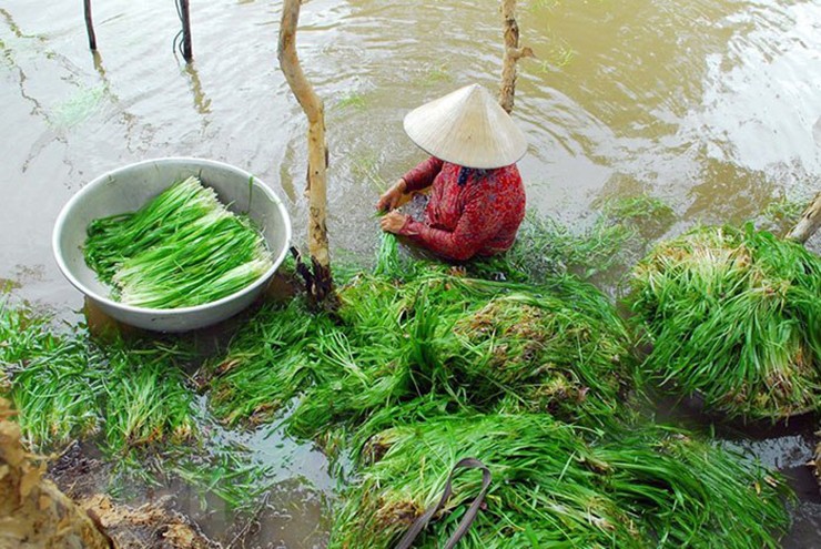 Co dai moc day ruong gio thanh dac san dan hai ban hot bac-Hinh-11