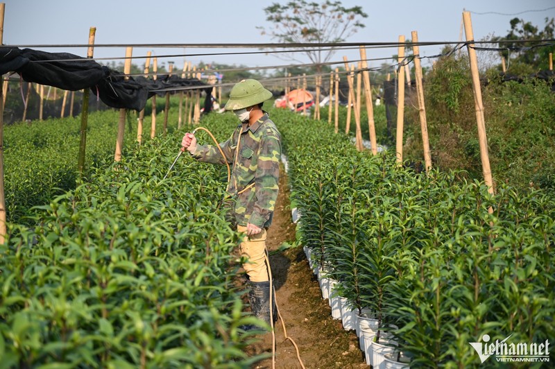 Hoa khong du ban, nguoi dan Tay Tuu gieo luon giong moi sau thu hoach-Hinh-8