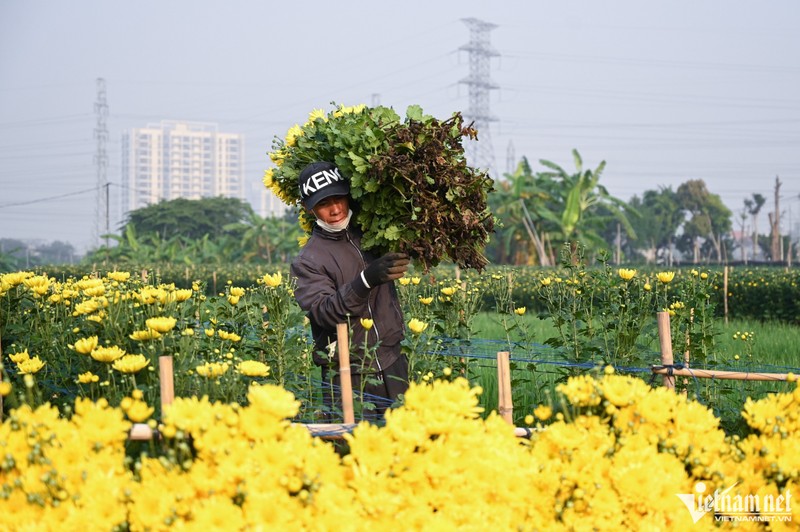 Hoa khong du ban, nguoi dan Tay Tuu gieo luon giong moi sau thu hoach-Hinh-9