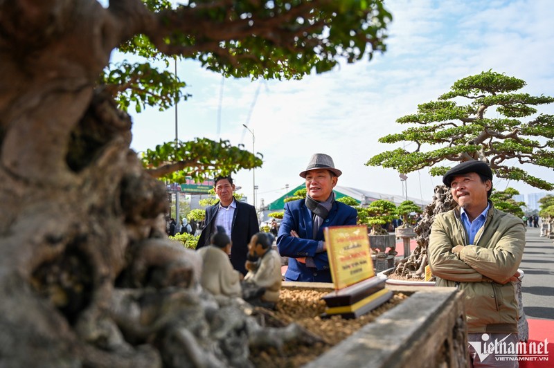 Cay canh gia hang ty dong xuat hien truoc Tet Duong lich-Hinh-13