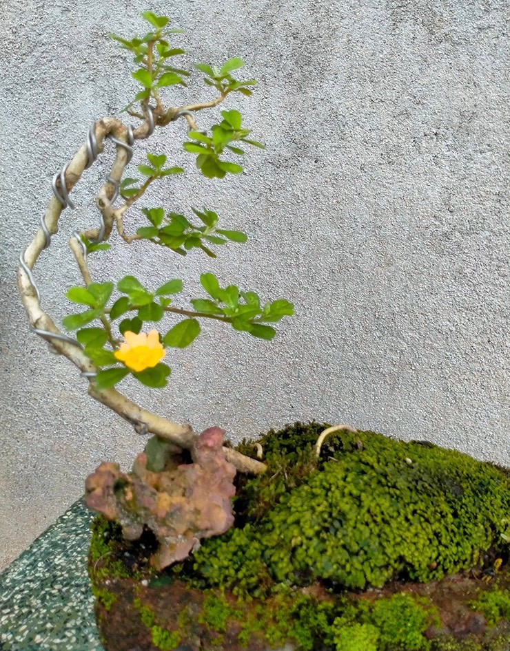 Cay dai moc day duong o Viet Nam nay len chauthanh bonsai-Hinh-11