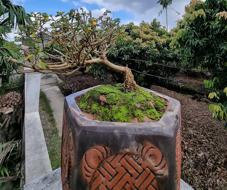 Cay dai moc day duong o Viet Nam nay len chauthanh bonsai