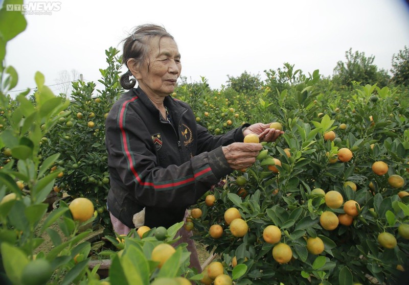 Thu phu quat canh vao vu Tet, ban 'dat nhu tom tuoi'-Hinh-4