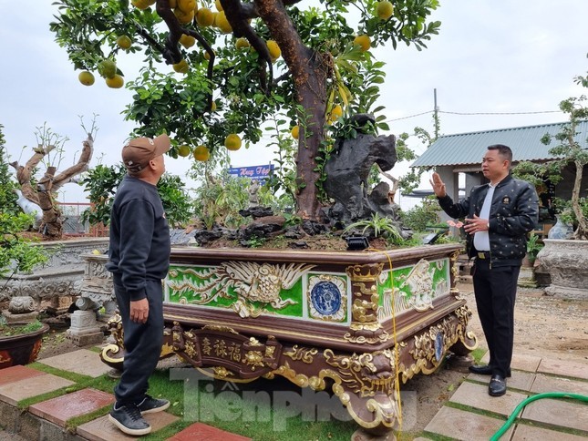 Ngam cay buoi tram tuoi co chau dat vang o Hung Yen-Hinh-3