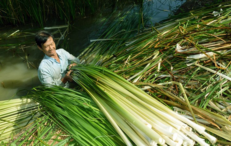 Cay dai o VN, truoc nho bo nay dan hai ban kiem tien trieu/ngay-Hinh-3