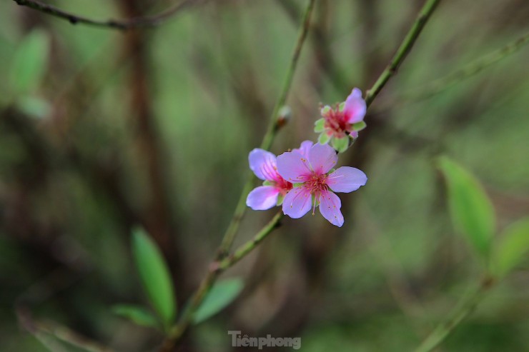 Muc so thi nghe hai ra tien dip Tet-Hinh-6