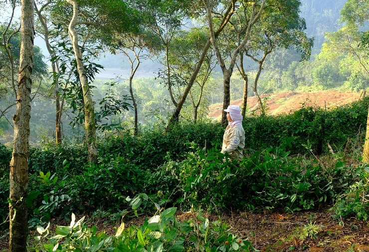 Trong cay nay tren vung dat kho, lao nong Ha Giang thu ty dong/vu-Hinh-2