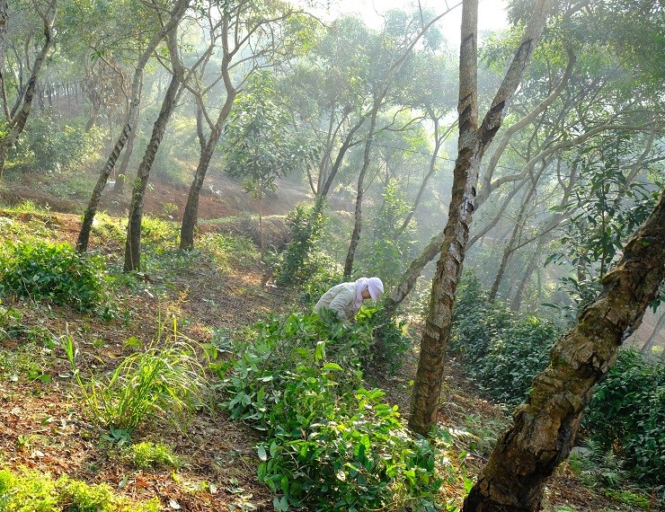 Trong cay nay tren vung dat kho, lao nong Ha Giang thu ty dong/vu-Hinh-4