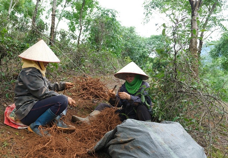 Trong cay nay tren vung dat kho, lao nong Ha Giang thu ty dong/vu-Hinh-6