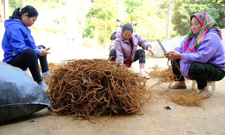 Trong cay nay tren vung dat kho, lao nong Ha Giang thu ty dong/vu-Hinh-9