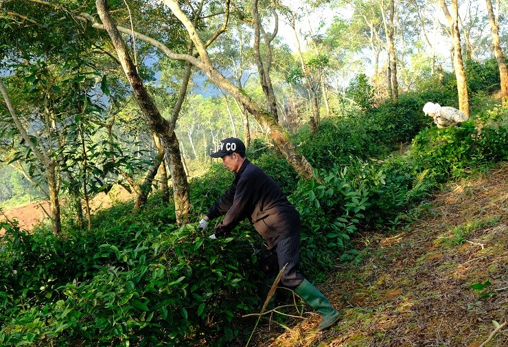 Trong cay nay tren vung dat kho, lao nong Ha Giang thu ty dong/vu