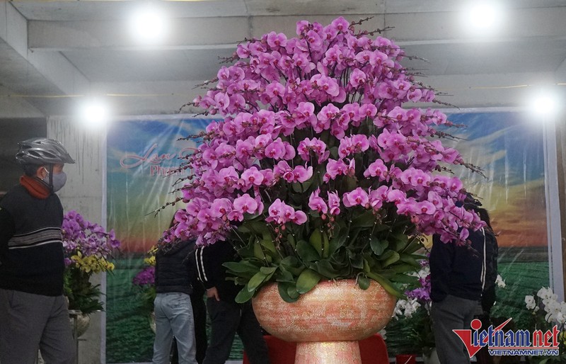 Hoa lan dat vang 18k bay ban hut nguoi xem o thanh Vinh-Hinh-4