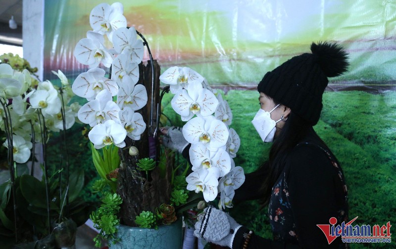 Hoa lan dat vang 18k bay ban hut nguoi xem o thanh Vinh