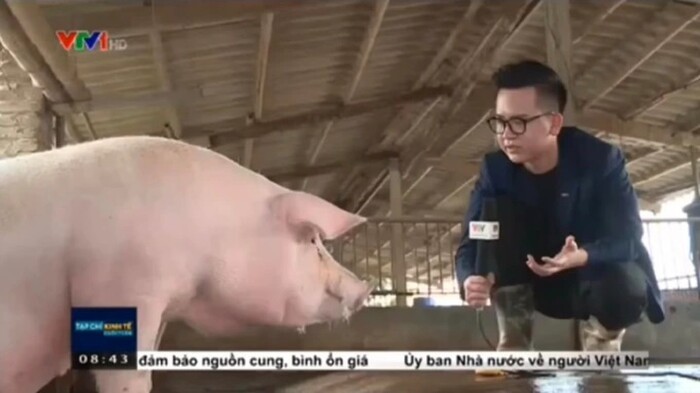 BTV VTV chiem song mang xa hoi boi man tro chuyen duoc voi heo-Hinh-3