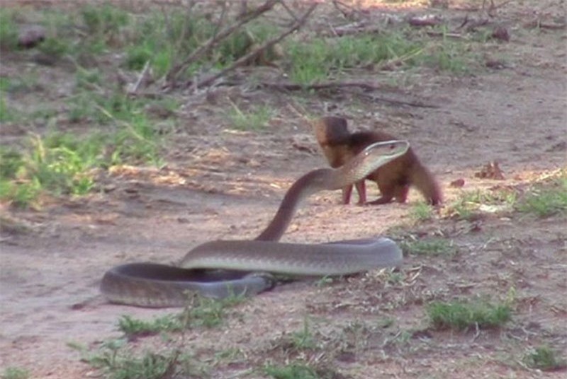 Video: Chon mangut lieu mang tan cong ran mamba khong lo