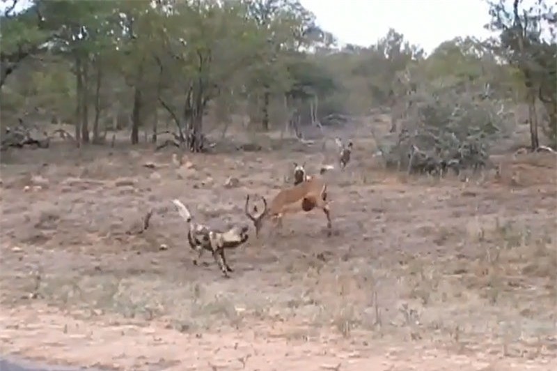 Video: Bi can loi ruot, linh duong Impala van tu chien bay cho hoang