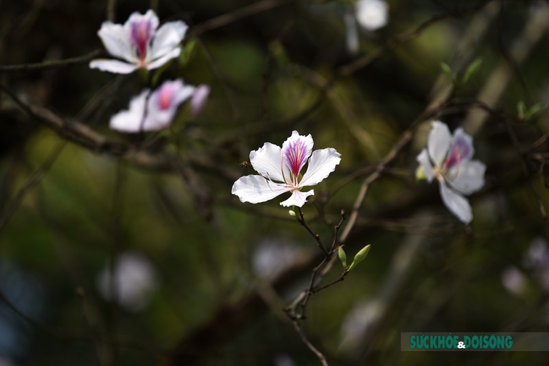 Hoa ban Tay Bac bung sang giua nom am cua Thu do-Hinh-5