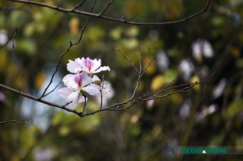 Hoa ban Tay Bac bung sang giua nom am cua Thu do-Hinh-6