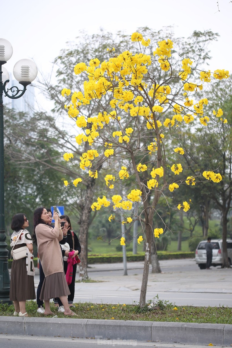 Hang cay hoa vang ruc ro giua mua Xuan Ha Noi-Hinh-10