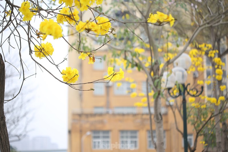 Hang cay hoa vang ruc ro giua mua Xuan Ha Noi-Hinh-3
