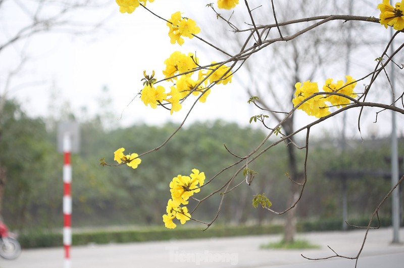 Hang cay hoa vang ruc ro giua mua Xuan Ha Noi-Hinh-5