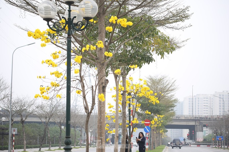 Hang cay hoa vang ruc ro giua mua Xuan Ha Noi-Hinh-9