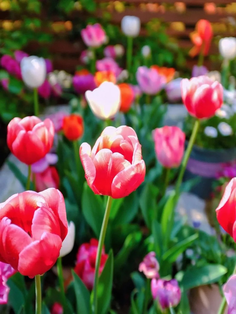 Khu vuon so huu den 200 cay hoa tulip cua co gai tre-Hinh-2