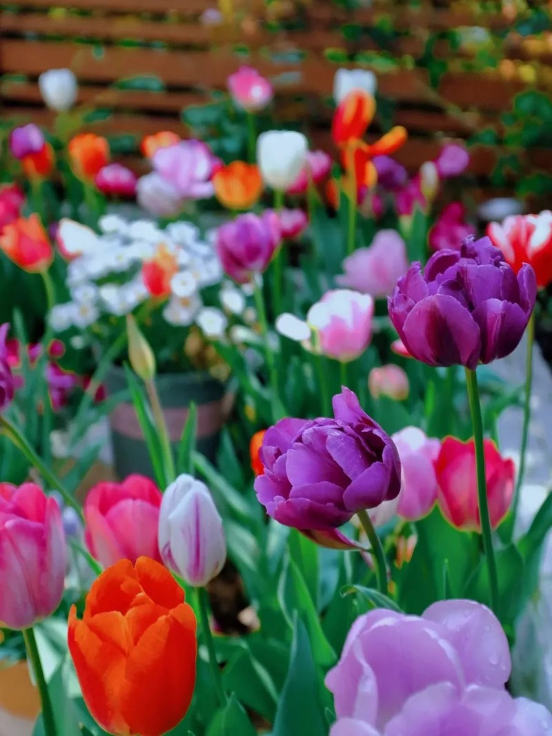 Khu vuon so huu den 200 cay hoa tulip cua co gai tre-Hinh-4