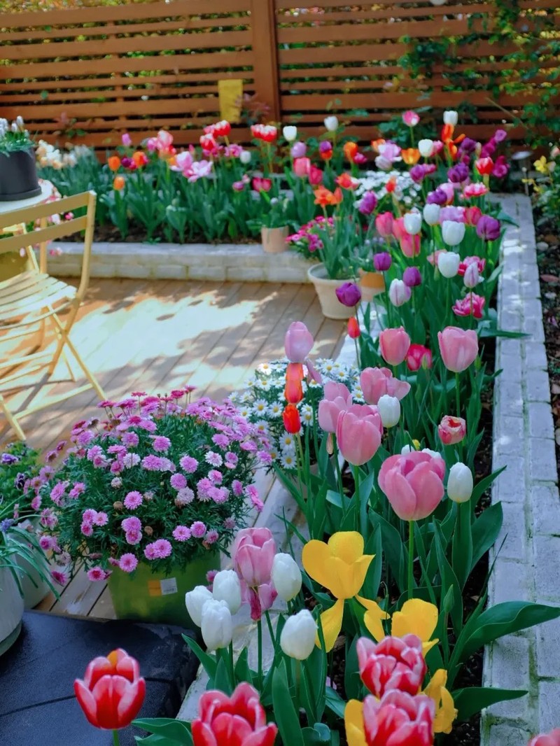 Khu vuon so huu den 200 cay hoa tulip cua co gai tre-Hinh-6