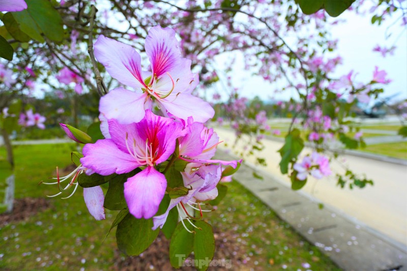 Dep nao long hoa ban o chung tich huyen thoai Truong Bon-Hinh-11