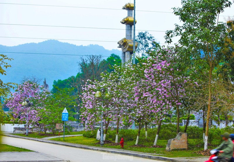 Dep nao long hoa ban o chung tich huyen thoai Truong Bon-Hinh-4