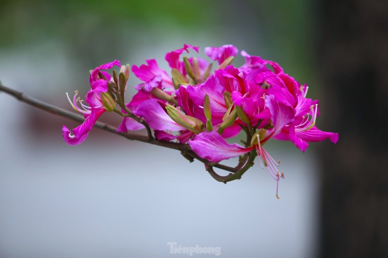 Dep nao long hoa ban o chung tich huyen thoai Truong Bon-Hinh-7
