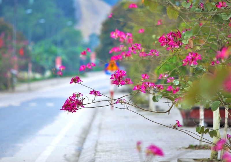Dep nao long hoa ban o chung tich huyen thoai Truong Bon-Hinh-8