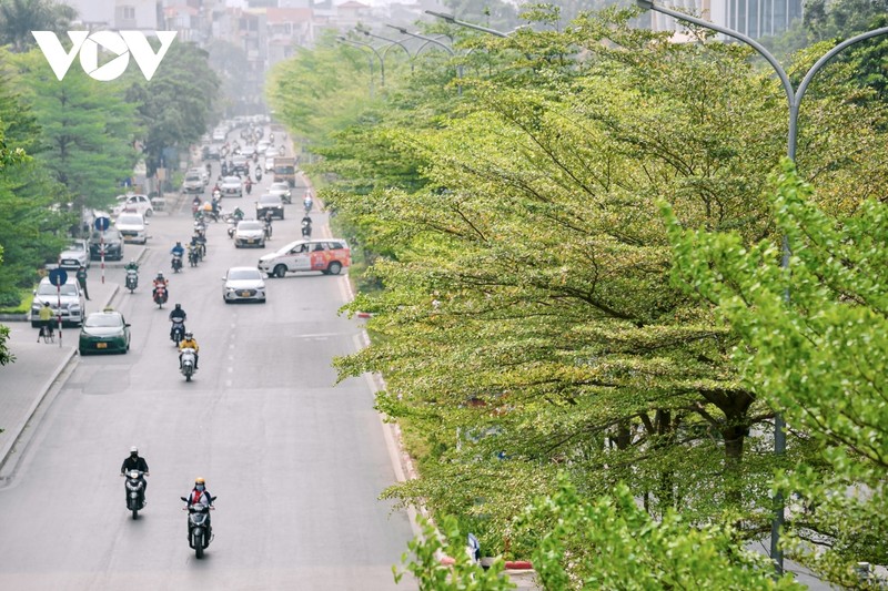 Duong pho Ha Noi dep ngo ngang duoi nhung hang cay bang la nho-Hinh-12