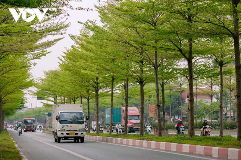 Duong pho Ha Noi dep ngo ngang duoi nhung hang cay bang la nho-Hinh-4