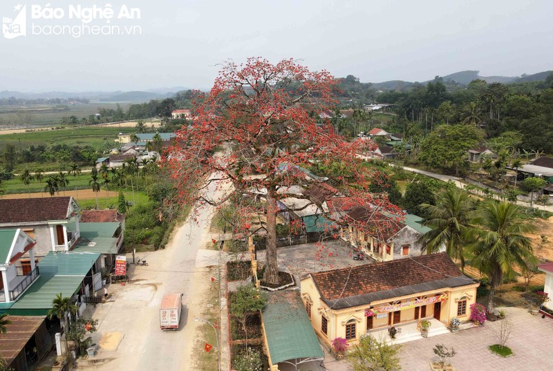 Doc dao cay gao tram tuoi 'thap lua' ruc ro duong que