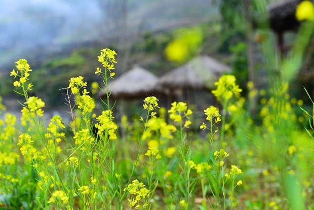 O Ha Giang hoa cai vang dep nhu mong hut du khach-Hinh-2