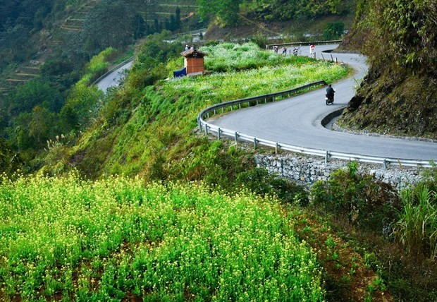 O Ha Giang hoa cai vang dep nhu mong hut du khach