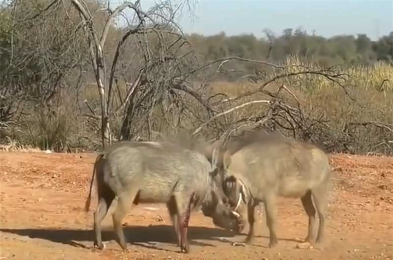 Video: Quai vat dai chien dam mau gianh 