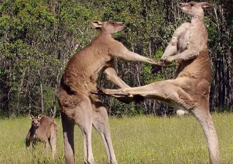 Video: Man “dau vo” kich tinh cua Kangaroo
