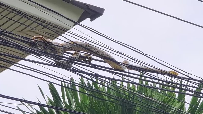 Video: Tran khong lo cuon minh tren day dien khien nguoi dan so hai