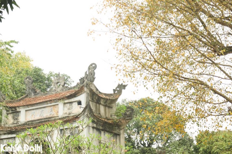 Ngam cay thay la vang uom tren “con duong lang man nhat Ha Noi”-Hinh-10