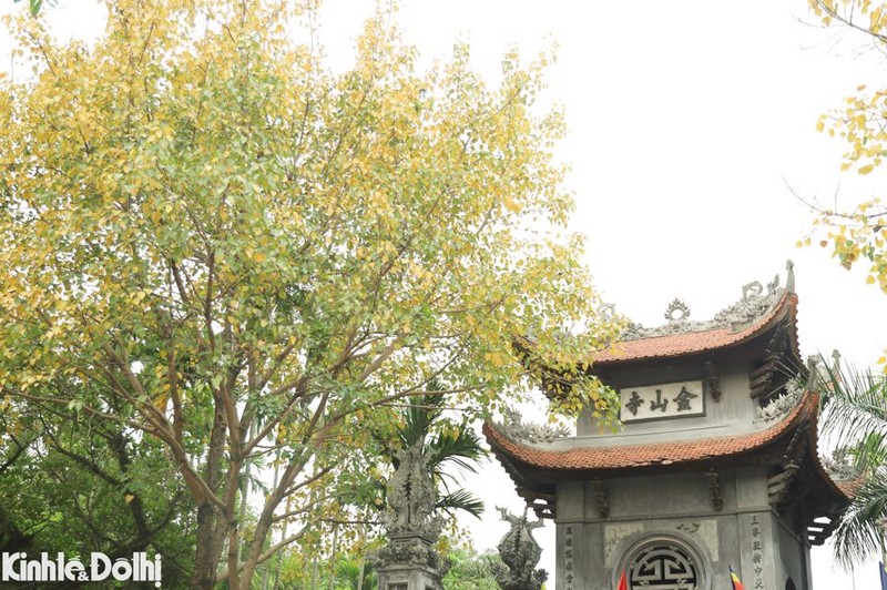 Ngam cay thay la vang uom tren “con duong lang man nhat Ha Noi”-Hinh-14