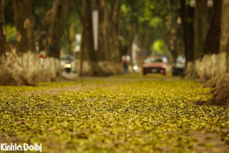 Ngam cay thay la vang uom tren “con duong lang man nhat Ha Noi”-Hinh-4