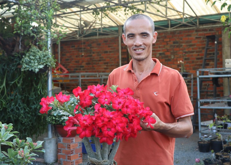 Vuon hoa su nong dan Tay Ninh, ngam thoi da me lam roi