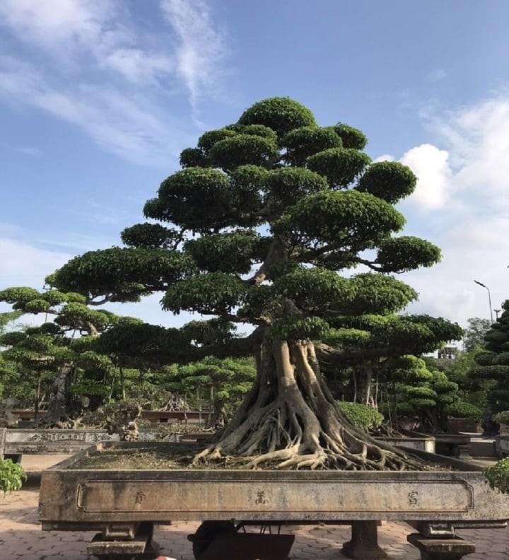 Nhung lang cay canh noi tieng, thu nhap dang nguong mo o Viet Nam