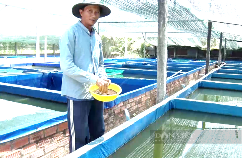 Nuoi loai ca canh ti hon, anh nong dan Tien Giang doi doi