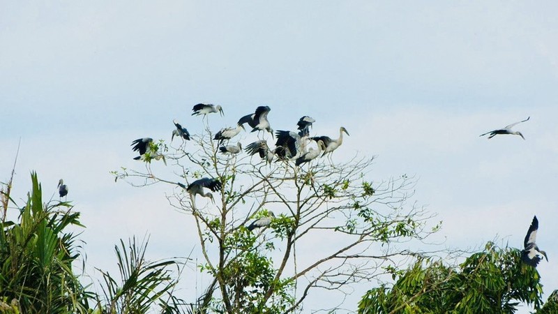 Dan chim Vac hang ngan con den vuon nha mot lao nong