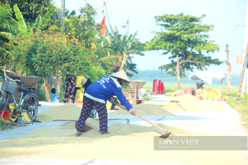 Quang Binh: Nong dan ra dong gat lua giua cai nang 40 do C-Hinh-4